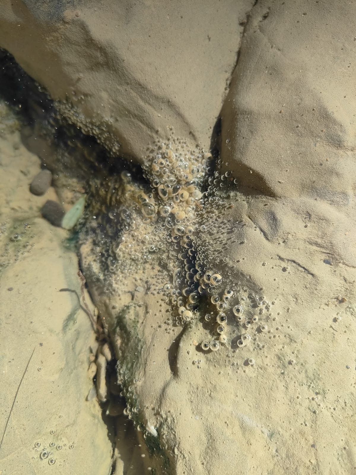 Gas bubbles rising from a crack in ultramafic rock under shallow water